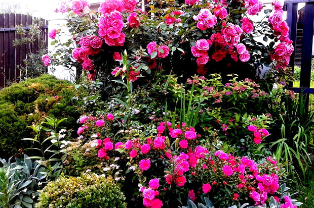 Do róży pnącej dołączyła płożąca