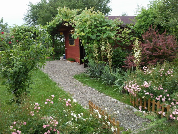 Domek pokryty winoroślą,klematisami i milinem.