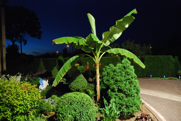 Dorodny 3 metrowy bananowiec.