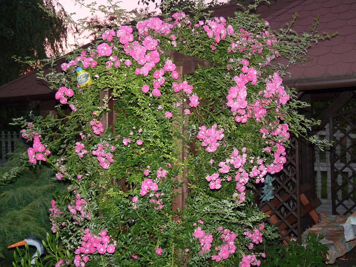 Drobnokwiatowa róża pnąca