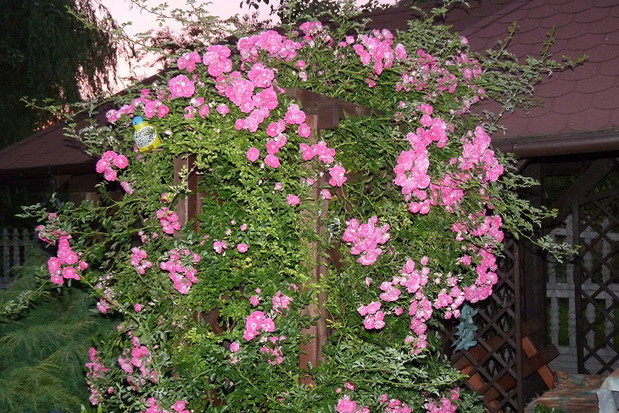 Drobnokwiatowa róża pnąca