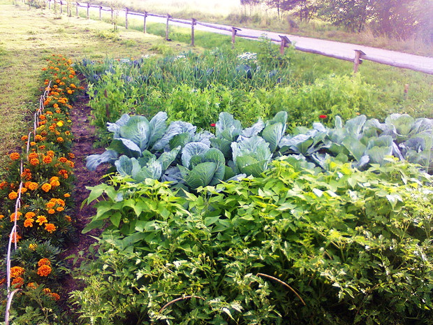 drugi warzywnik,którego ozdobą są aksamitki