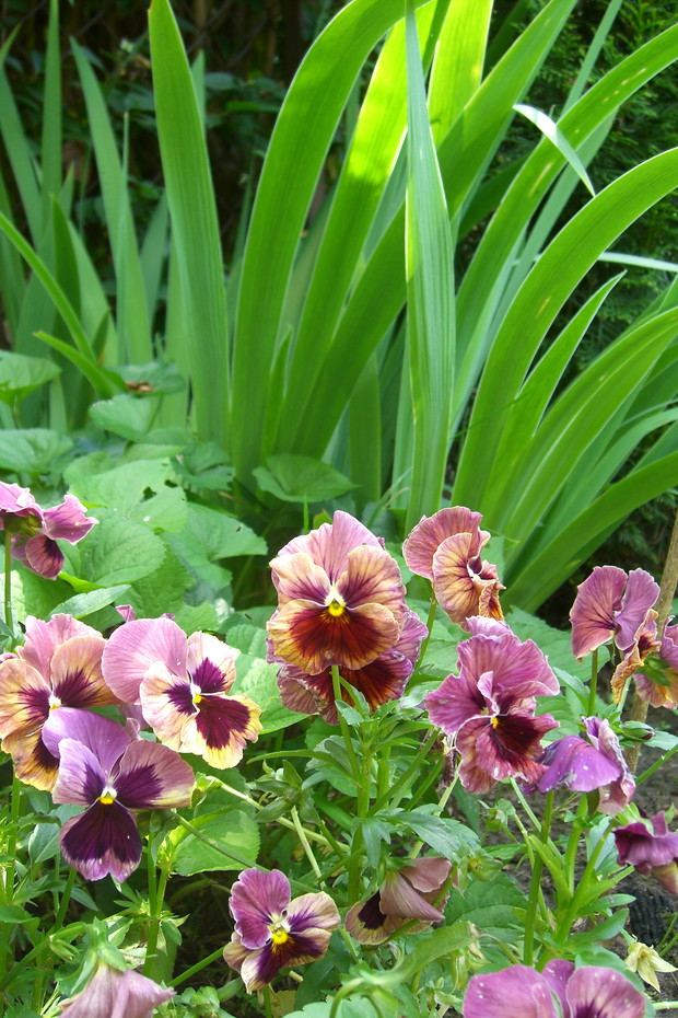 Filetowo-rdzawe bratki które co roku wysiewają się same...