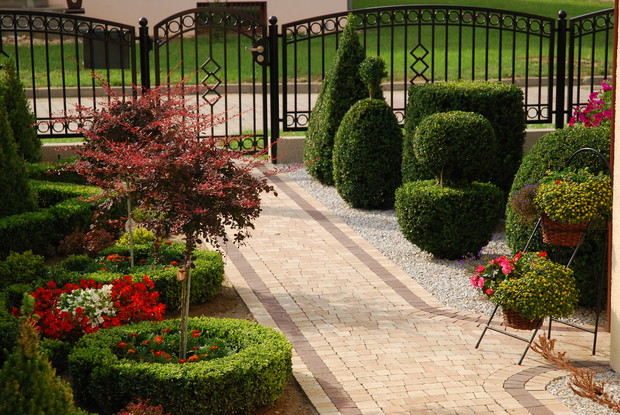 Formowane bukszpany.