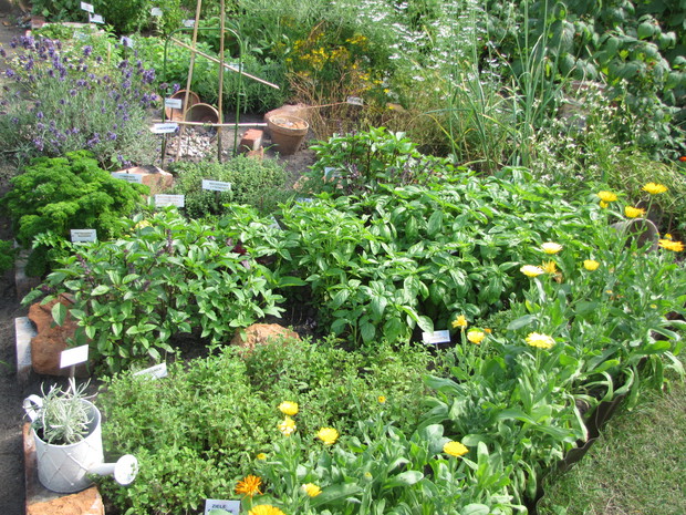 fragment ogródka ziołowego