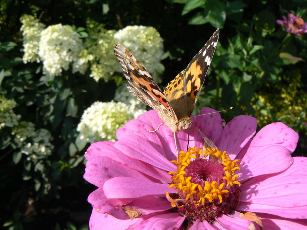 Hortensja BOBO w towarzystwie cyni.
