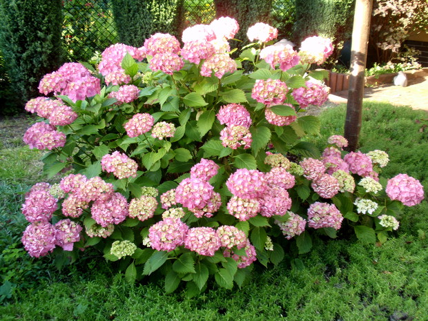 hortensja