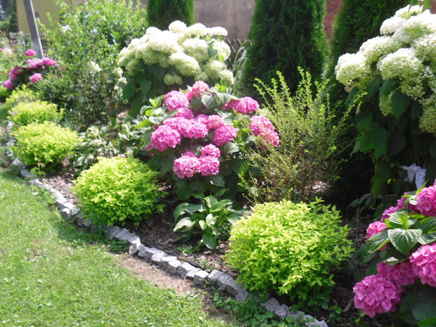 Hortensje białe i różowe