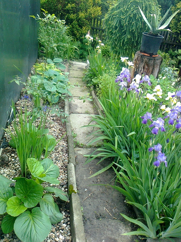 irysy ,hosty bergenia ,i modrzew