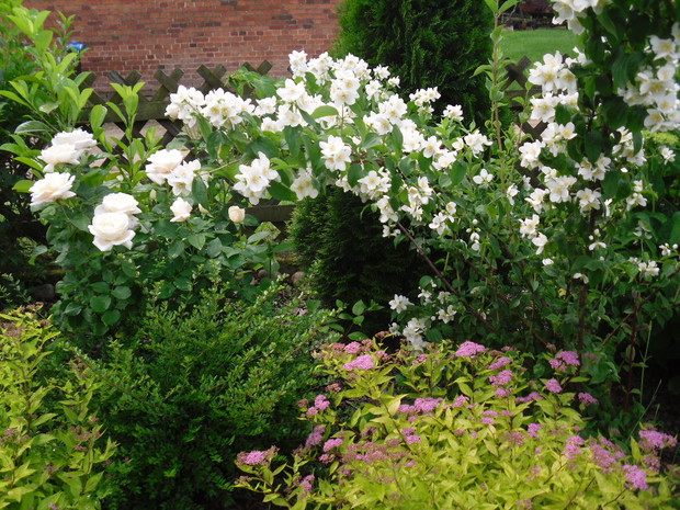 Jaśminowiec i róże