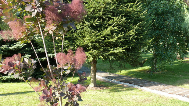 Jeden z moich ostatnich nabytków - perukowiec.