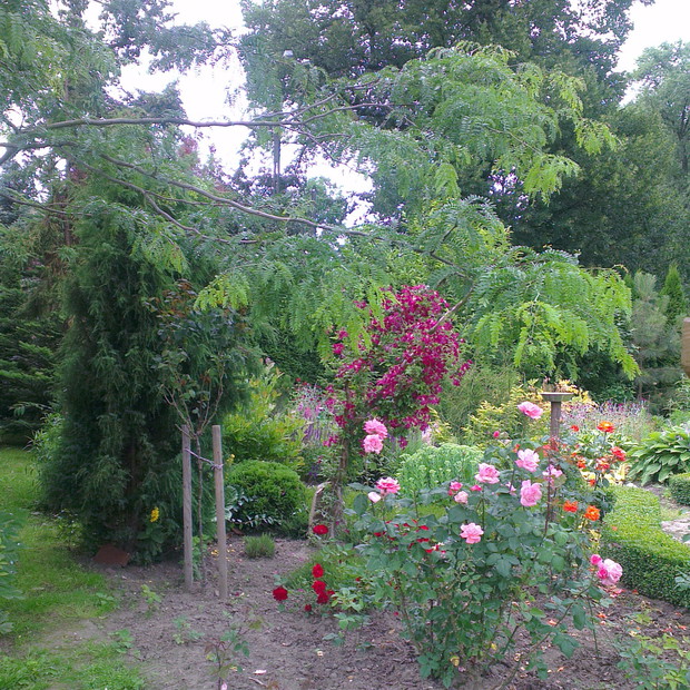 Kącik różany... jeszcze nie skończony...