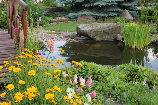 Kamienista mini plaża dla ptaków