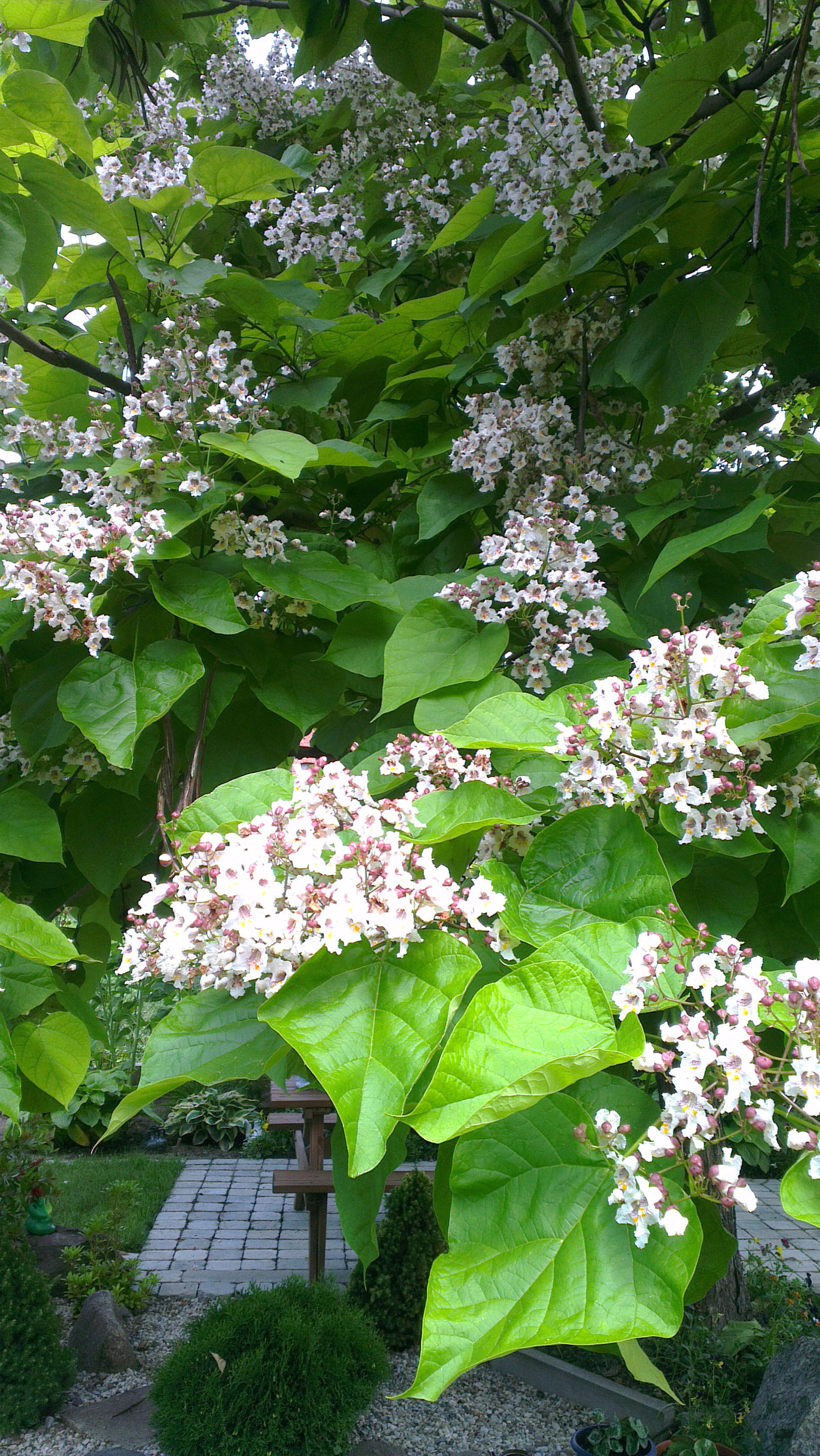 Katalpa w rozkwicie...Cudowny zapach, aż żal że tak szybko przekwita