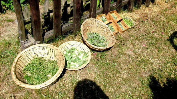 Koszyczki z zebranymi ziołami ustawiam w suchym, przewiewnym i zacienionym miejscu, np. pod płotem, na stole w altance.