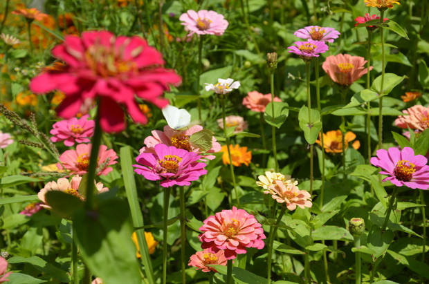 Królowa wśród kwiatów. 