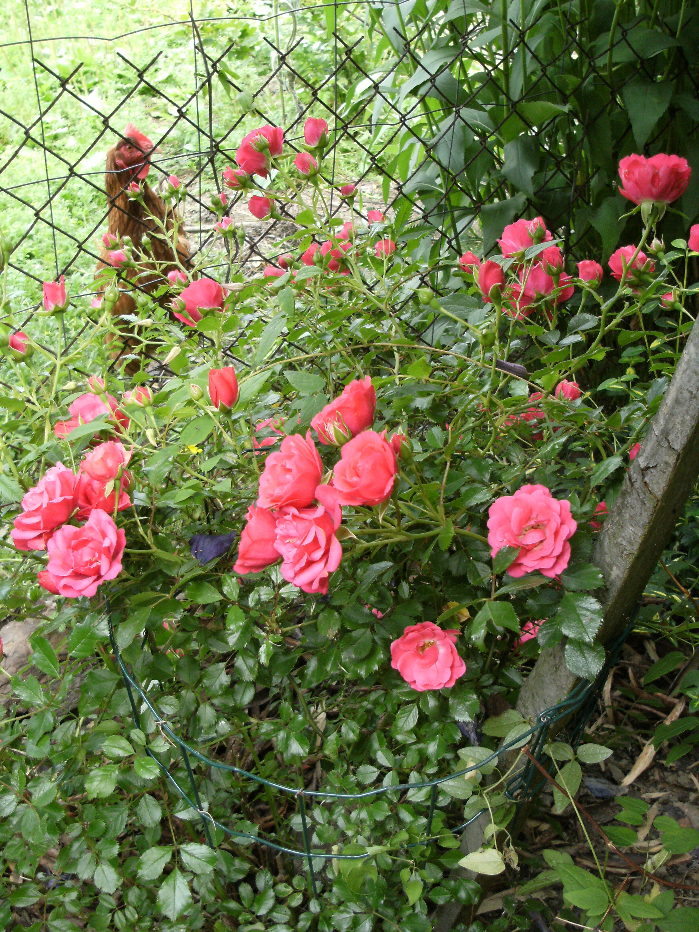 Kury tez lubia kwiaty