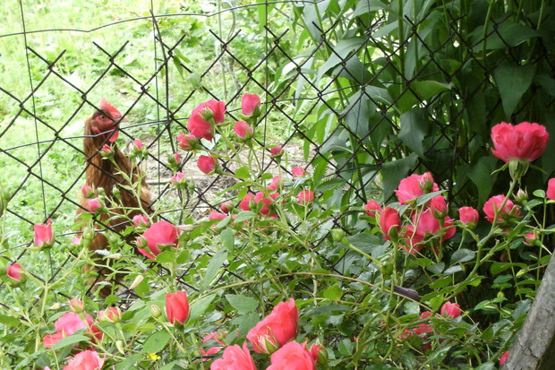 Kury tez lubia kwiaty