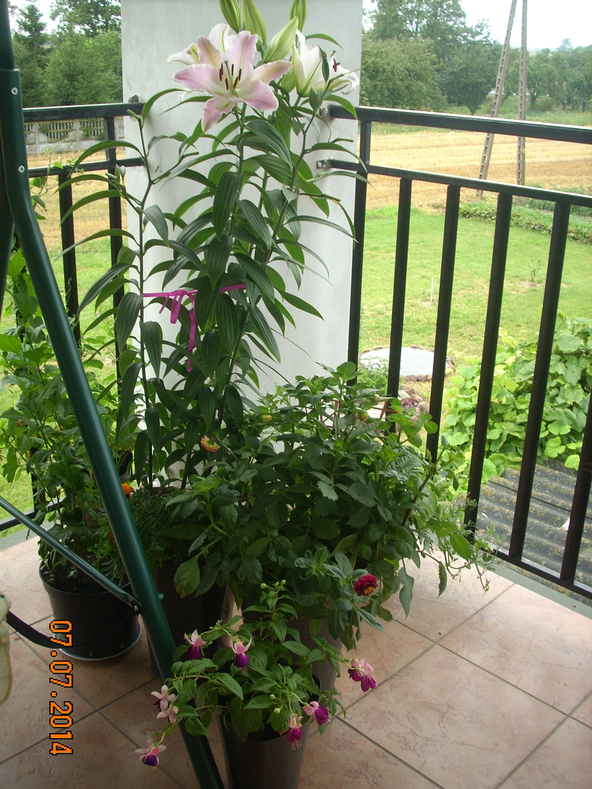 Kwiaty na balkonie.
