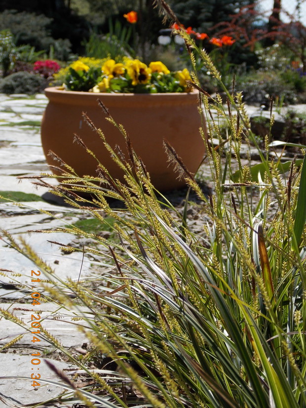 Latem braki zastąpią drobnokwiatowe begonie