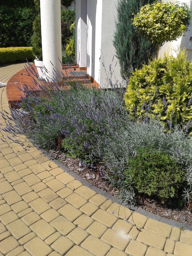 lawendowe szalenstwo