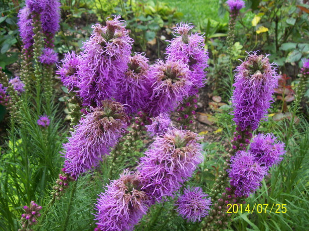 Liatra klosowa, Pięknie zdobi ogród i jest uwielbiana przez motyle i pszczoły.