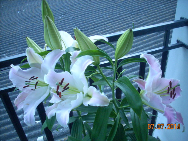 Lilie kuszą aromatem.