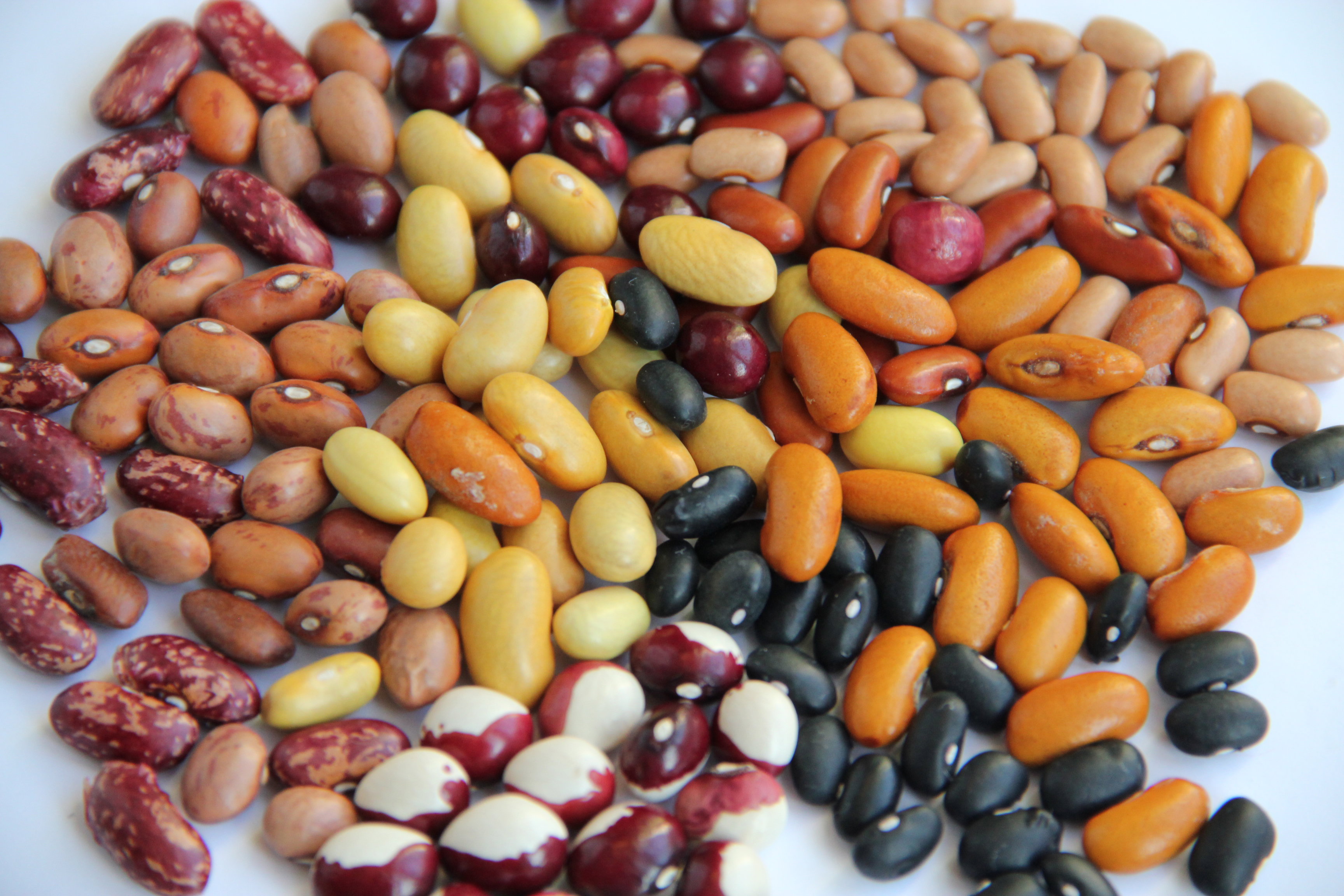 Mimo właściwości wzdymających, potrawy z fasoli mają dobroczynny wpływ na układ pokarmowy i sprzyjają normalizacji jego flory.