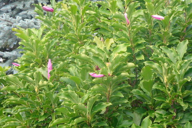 Moja chluba - magnolia