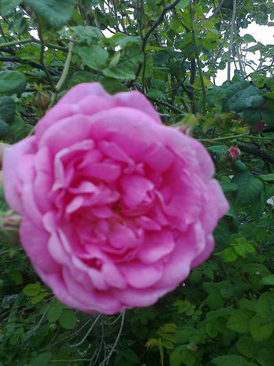 Moja pnąca pięknośc