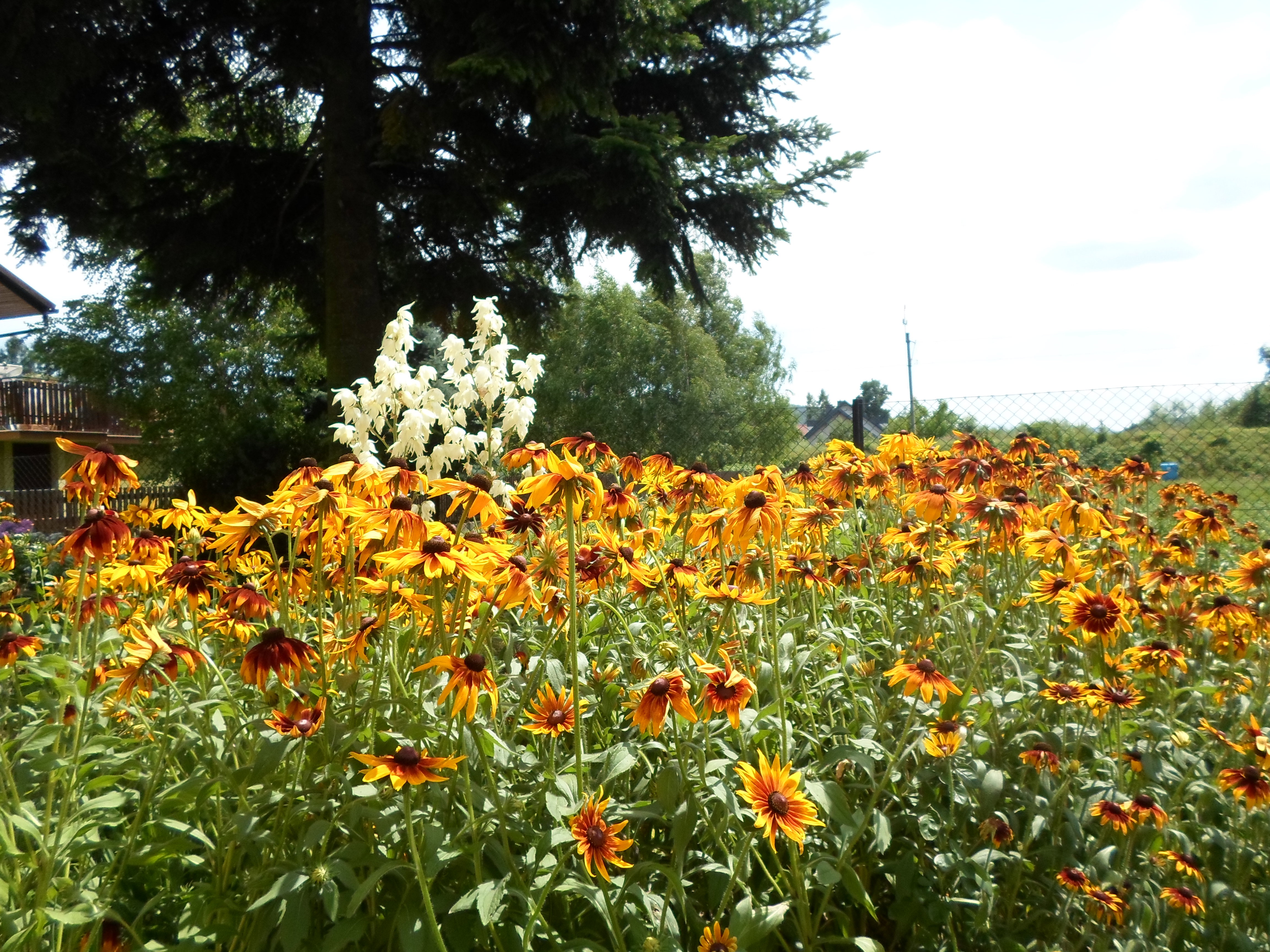 "Morze" rudbekii i jukka