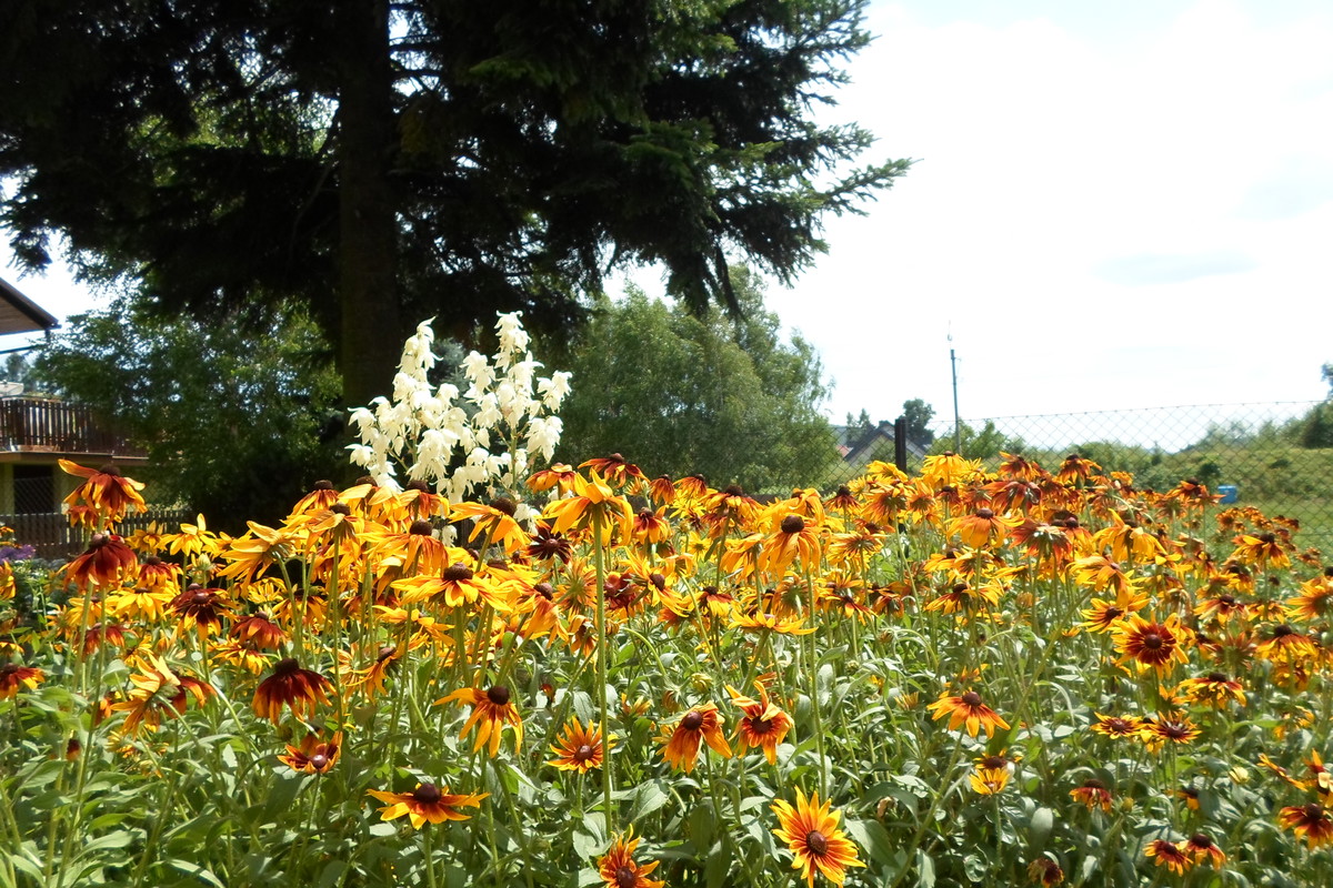 "Morze" rudbekii i jukka