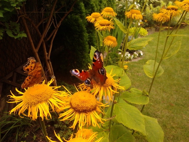 Motyle - nasi części goście