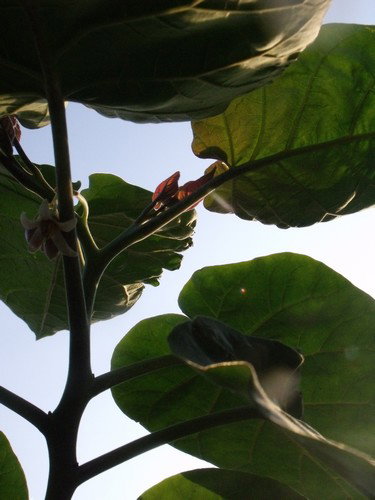 może ktoś zna co to za roślina?