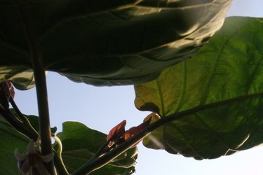 może ktoś zna co to za roślina?