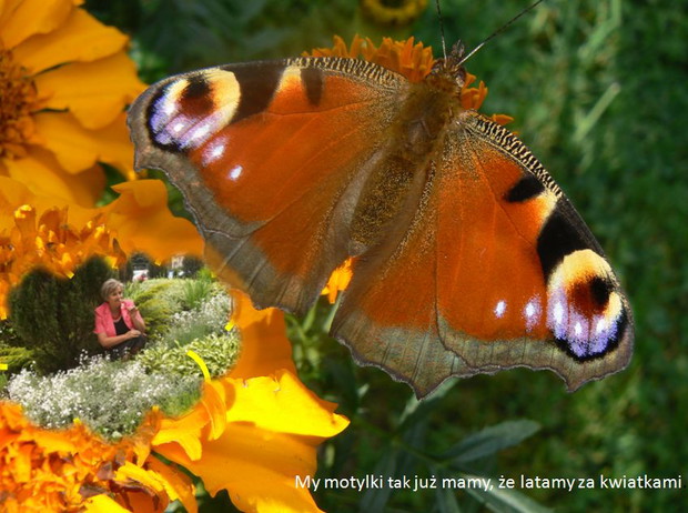 My motylki tak już mamy, że latamy za kwiatkami.