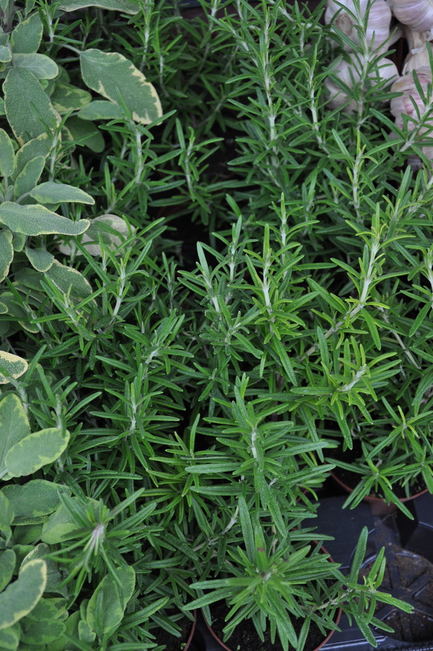 Na co dzień często używam rozmarynu, ale tylko końcówek młodych pędów.