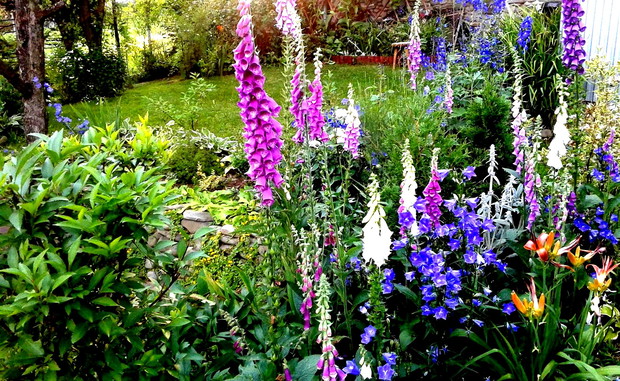 Naparstnice i dzwonki