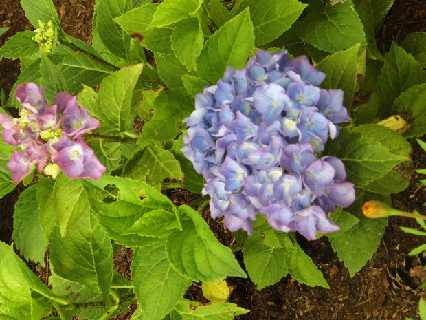  Nastepne Hortesja niestety w tym roku mi chorowała :(Ciesze się mimo tego zakwitła
