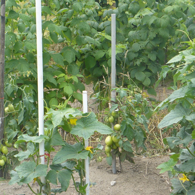 Nasz warzywnik to miejsce upraw ekologicznych warzyw i owoców.