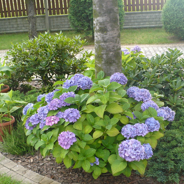 Niebieska hortensja na tle różaneczników ,azalii i jałowca płożącego.