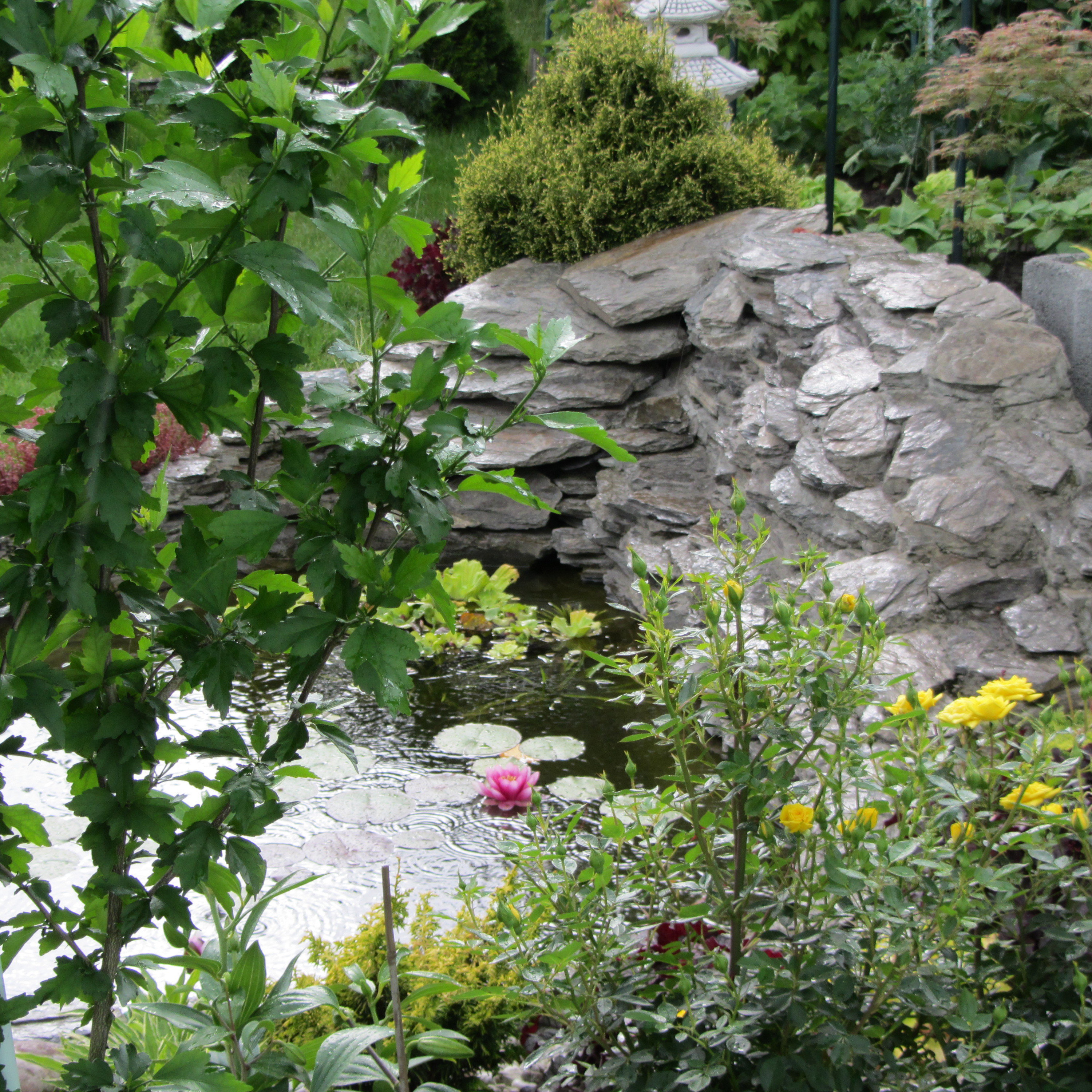 Oczko wodne w deszczu.