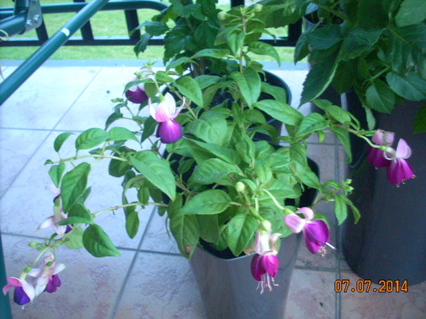 Od fuksji nie można oderwać wzroku.