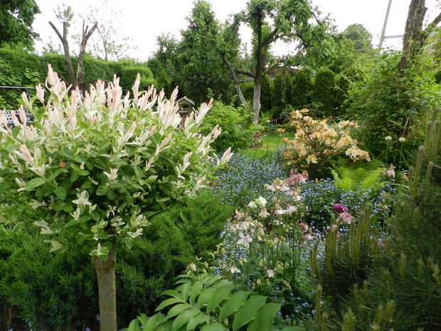 Ogródek ozdabiają nie tylko kwiaty.Wierzba Hacuro  pięknie prezentuje się na rabacie