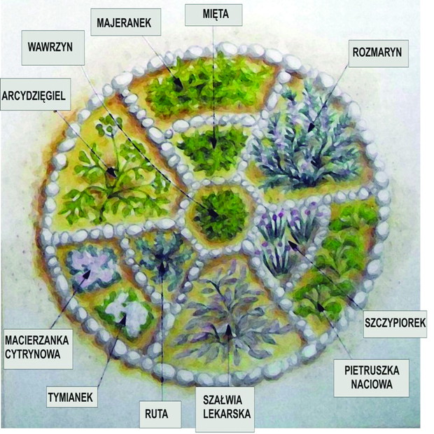 Oryginalne herbarium stworzymy na starym kole od wozu. Jeśli go nie mamy, możemy usypać okrągłą rabatę z kamieni. Rośliny dobieramy tak, by się nie zagłuszały.