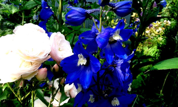 Ostróżka z bliska :)