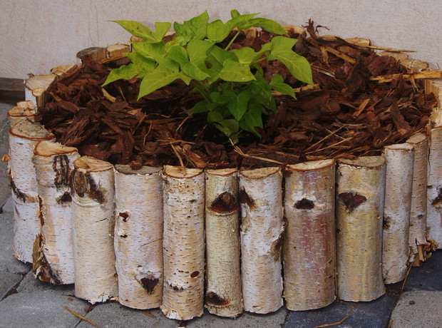 patat w doniczce zrobionej z opony, brzozy  i kory