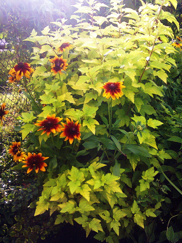 Pęcherznica w roli głównej