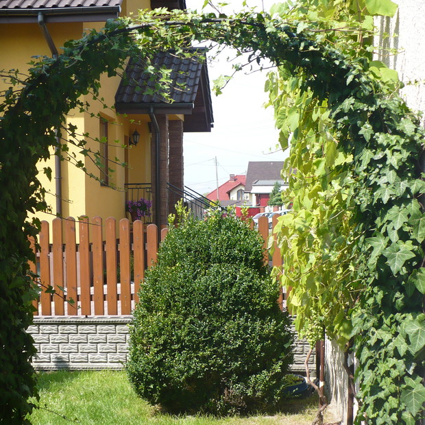 Pergola obrośnięta bluszczem zimozielonym i barwinek zapraszają do nowego zakątka ogrodu.