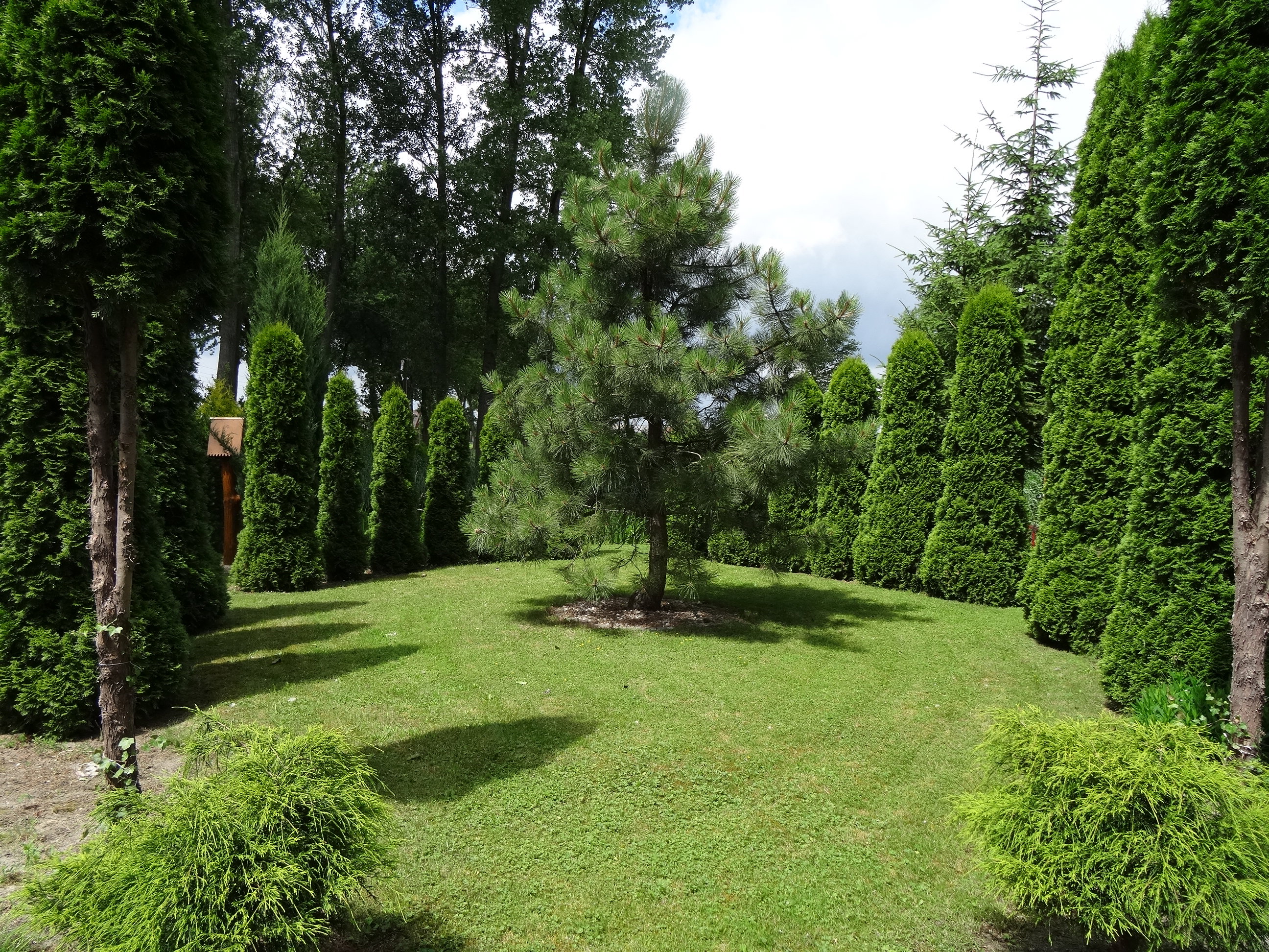 Piękna sosna w magicznym kręgu thuji.